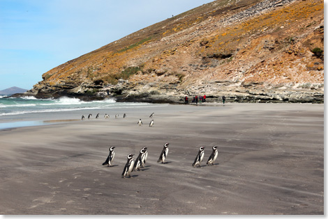 17308 Antarktis Humboldt Pinguine 2107 Foto Ton Valk