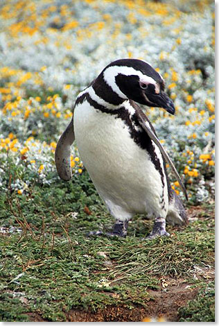 Otway Magellan Pinguin bei Punta Arenas