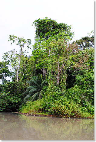 Die Insel Mono ist vom Regenwald berwuchert