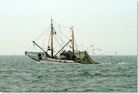 Krabbenfischer bei der Arbeit vor der Wesermndung