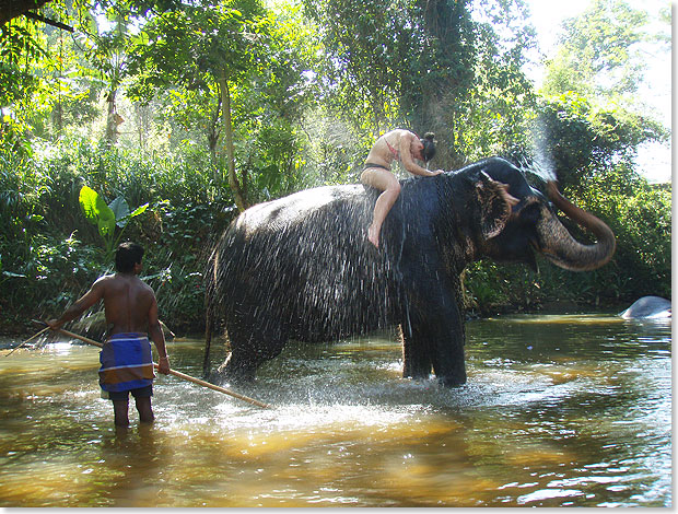 Ein streng kologisches Konzept verfolgt die Millenium Elephant Foundation Randeniya (MEF) in Hiriwadunna

bei Kegalle.