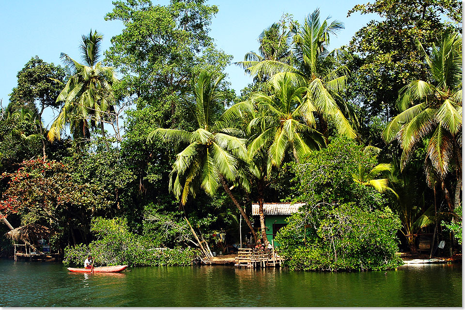 Der Maduganga-Fluss im Sdwesten Sri Lankas wird umringt von einem weitlufigen Feuchtgebiet mit reicher Flora und Fauna.