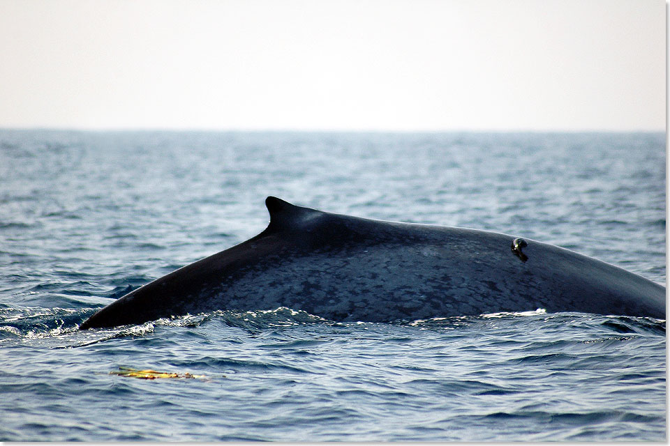 Mit einer mglichen Lnge von mehr als 30 Metern und einem Gewicht von bis zu 200 Tonnen sind Blauwale die grten Tiere der Welt.