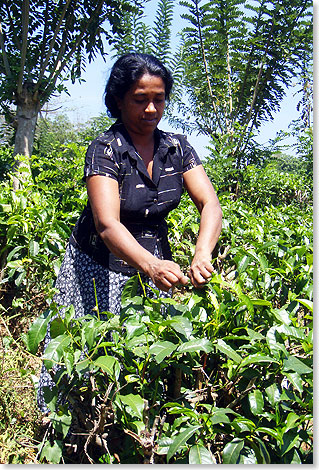 Tee aus Sri Lanka, in der ganzen Welt als Ceylon- (der

alte Landesname) Tee bekannt, gedeiht in groen Anbaugebieten im Zentrum der Insel.