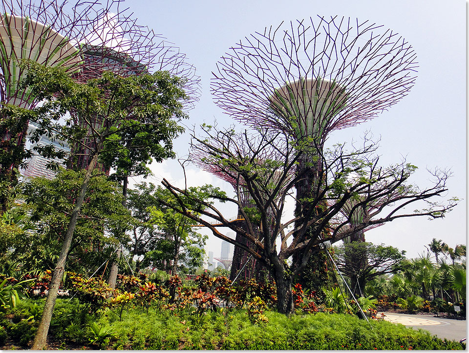 Immer grner werden die Gardens by the Bay durch die in den Tropen schnell wachsenden Pflanzen  und immer grner wird Singapur. Allein 1,3 Millionen Bume gedeihen in dem sdostasiatischen Inselland, das nicht einmal so gro ist, wie Hamburg.
