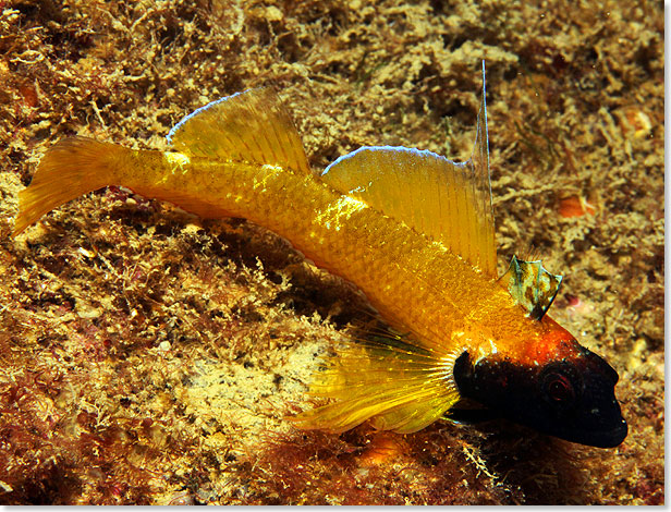 Auch im Mittelmeer knnen die Fische bunt sein wie dieses knallgelbe Exemplar mit schwarzer Maske zeigt.