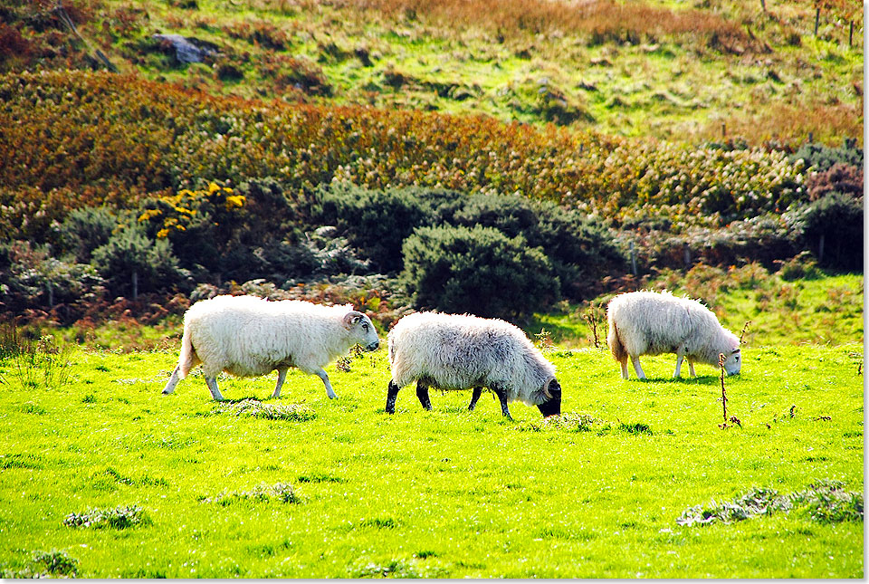 Auch wenn die Zahl der Tiere abnimmt  Irland ist ein Land der Schafe. Rund acht Millionen davon  mehr als Menschen  leben derzeit auf der Grnen Insel.