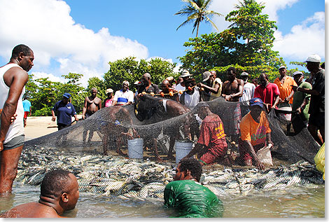 Neben dem Tourismus zhlt die Fischerei zu den wichtigsten Einnahmequellen der Menschen auf Tobago.
