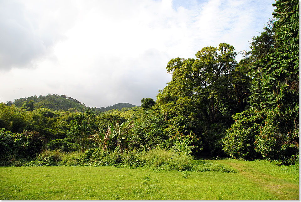 Der Weg von der Kstenstrae in den Bergregenwald fhrt vorbei an Bananen- und Kakaoplantagen. Fr wenig Geld kann man dort frische Frchte und die kstlichste Rohschokolade kaufen