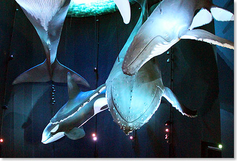 Lebensgro nachgebildete Wale schweben unter der Decke des Stralsunder Ozeaneums.