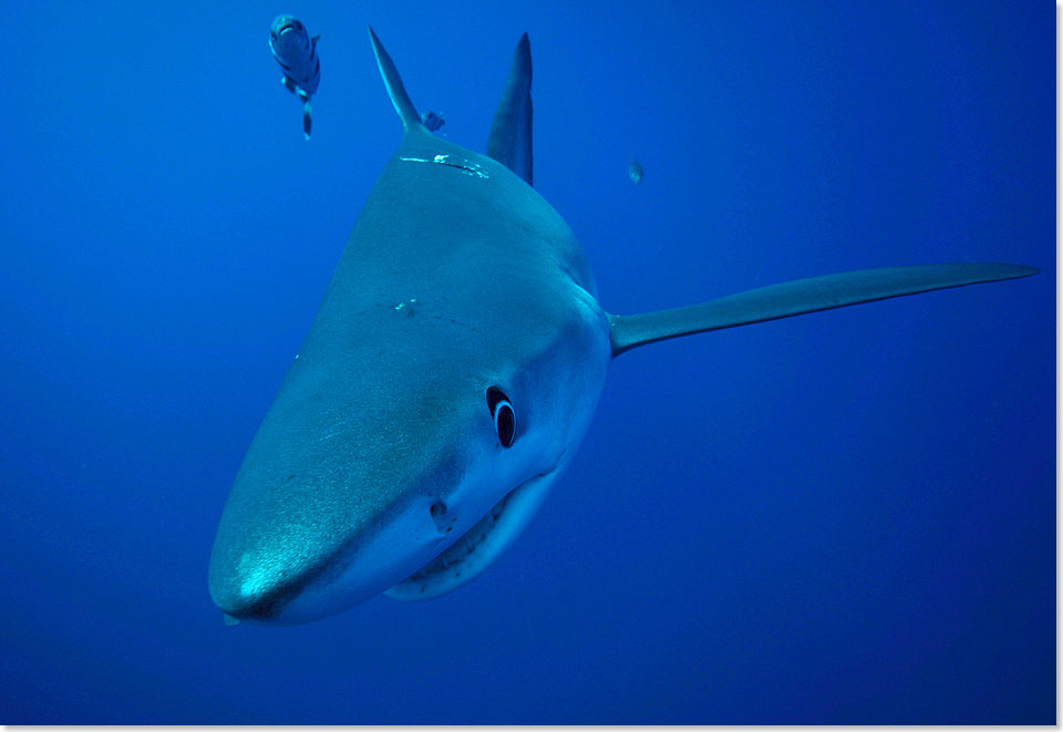  Dieser Hai fragt sich wohl, wer sich hinter der Kamera versteckt. Blauhaie sind sehr neugierig, aber fr Menschen ungefhrlich.
hr
