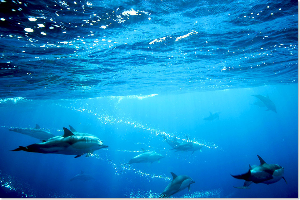 Delfine kann man rund um Faial in groen Gruppen antreffen. Manchmal schauen sie neugierig bei den Schnorchlern vorbei.
