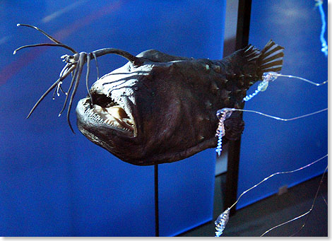Jeder kennt ihn aus dem Film Findet Nemo den Tiefsee-Anglerfisch, der mit der Lampe angelt.