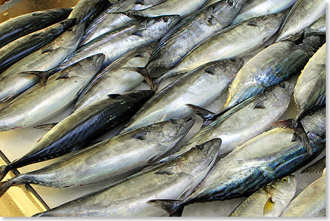 Genuss der besonderen Art: Frischer gehts nicht. Fische werden in der Trkei selten filetiert. Die Bonitos sind in der Nacht vor der Kste gefangen worden und werden nach trkischer Art ausgenommen und in Salz begraben in Backfen gegart. 