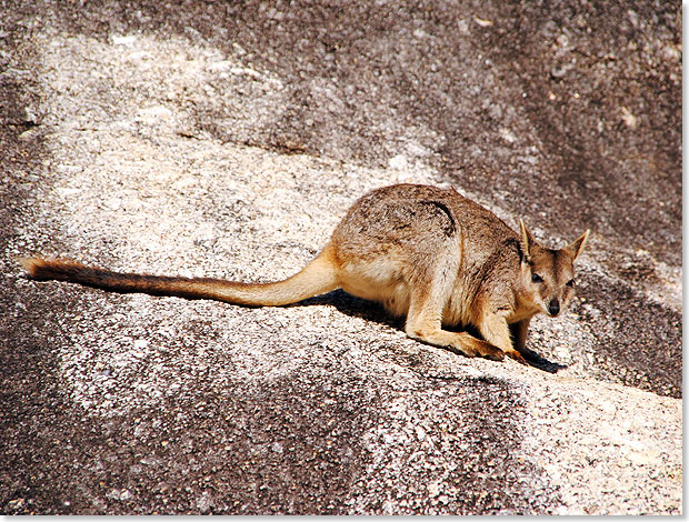  Rund 60 Arten umfasst die Familie der Kngurus, den weltweit populren Wappentieren Australiens. Das Spektrum ihrer Krpergren schwankt zwischen 30 und 180 Zentimeter. Die zutraulichen Felskngurus (im Bild) gehren eher zu den kleineren Familienmitgliedern.