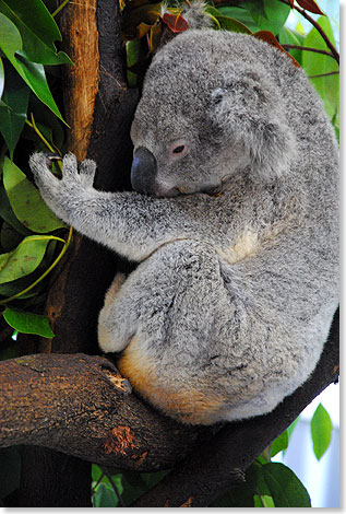 Frchte, Laub und Rinde ausgewhlter Eukalyptus-bume sind die einzige Nahrung der Koalas. Doch nicht die darin enthaltenen Gifte sind schuld daran, dass die possierlichen Beutelsuger den Eindruck machen, als wrden sie permanent unter Drogen stehen, sondern die geringe Energiemenge ihrer Nahrung. Um Kraft zu sparen, verschlafen die Tiere fast den ganzen Tag und werden einfach nie richtig wach