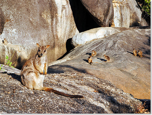 Bei einem Ausflug ber die Rocks des Granite Gorge Nature Parks ist man nie lang allein. Denn hier leben die uerst geselligen und neugierigen Felskngurus, die auch mit Menschen gern Tuchfhlung aufnehmen.