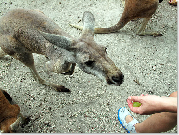 Die Kngurus auf Jungle Island sind handzahm  und lassen sich gern mit frischen Frchten fttern. 