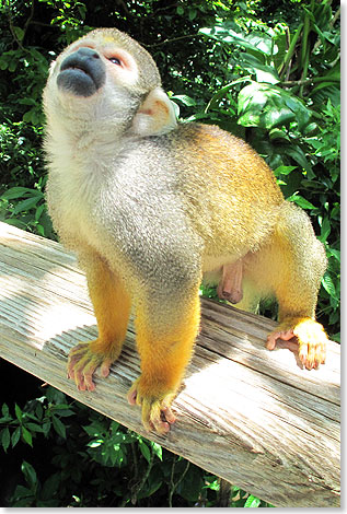 Der Monkey Jungle bei Homestead sdlich von Miami:
In diesem Tierpark leben Primaten wie etwa die kleinen Totenkopffchen in einem vor Jahrzehnten angelegten Regenwald. 