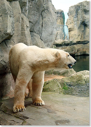 Im Zoo am Meer in Bremerhaven lebt ber den neuen Aquarien der Publikumsliebling:
ein Eisbr.