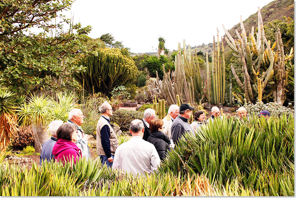 Im Angostura-Tal knnen sich Pflanzen-Freunde nicht sattsehen an den diversen heimischen Kakteenarten im Jardin Canario.