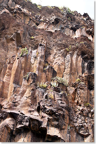 Vulkanisches La Gomera, Basaltsulen an der Kstenstrae.