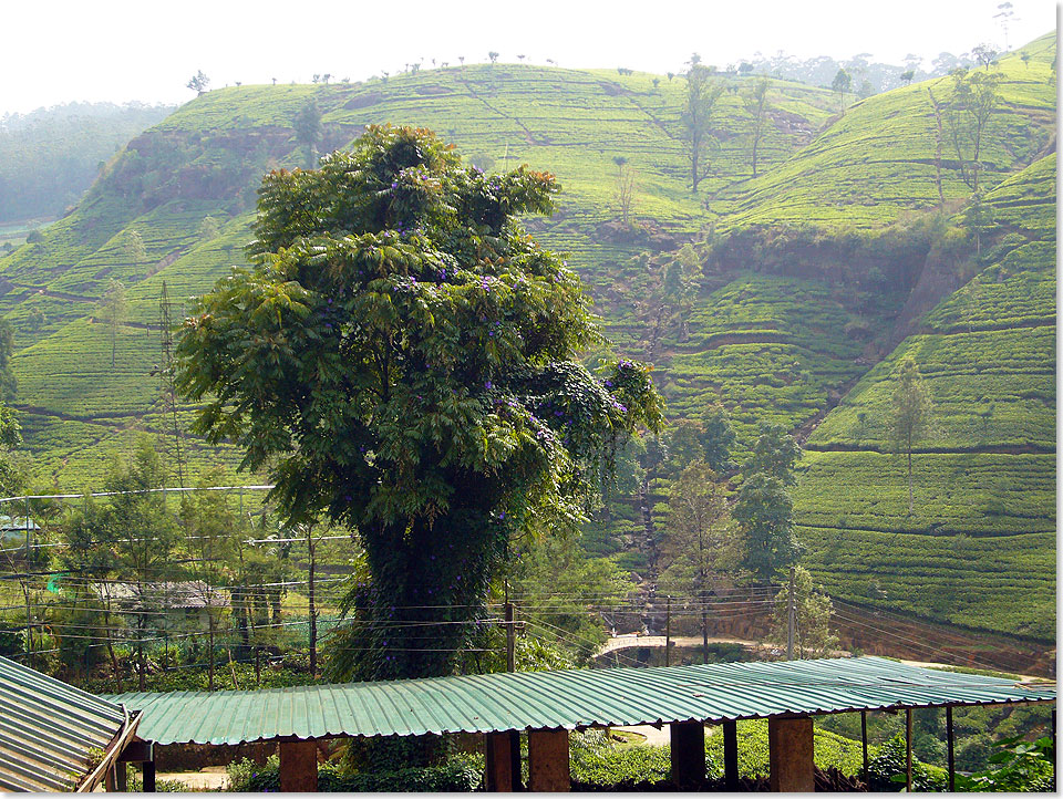Tee soweit das Auge reicht: Die Labookellie Tea Estate ist Sri Lankas zweitgrte Teeplantage.