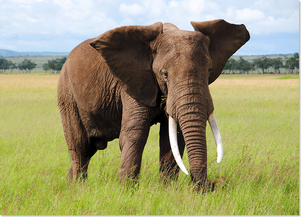 Auch wenn Arabuko Ort der Elefanten heit, geht es in dem rund 420 Quadratkilometer groen Kstenwaldreservat lngst nicht allein um die etwa 100 Dickhuter, die hier leben. Arabuko Sokoke ist ein komplettes Biotop einzigartiger Vielfalt.