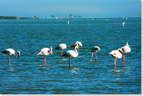Flamingos leben das ganze Jahr ber in den flachen Uferseen der Camargue.