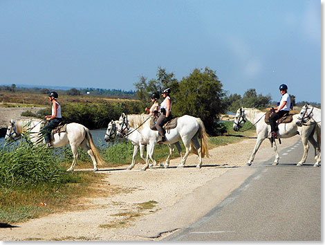 Junge Reiter in der Wildnis der Camargue. Die halbwilden Pferde werden gern fr Ausflge angeboten. 