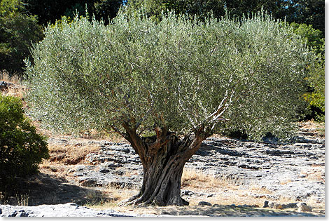 Man schtzt sein Alter auf tausend Jahre: Olivenbaum in der Provence im flirrenden Mittagslicht.