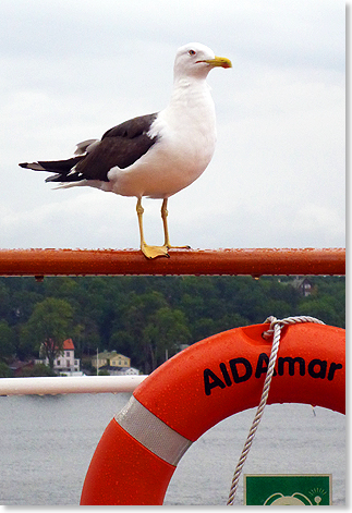 Diese Mwe geniet auf der Reling der AIDAmar die Fahrt durch den Stockholmer Schrengarten.