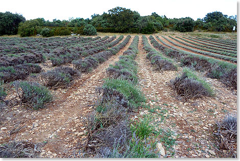 Lavendel wird im blhenden Sommer geerntet. Was auf den Feldern bleibt, sind Bschel in langen Reihen. Sie gehren zum Muse de la  Lavande auf dem Plateau du Laoul in der Nhe der Ardche. Der Besucher erfhrt hier, wie die betrend duftenden Pflanzen angebaut, verarbeitet  und verwertet werden.