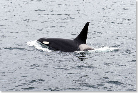 Frh im Jahr sind Orkas an der Kste noch selten. Die so genannten Killerwale gehren eigentlich zu den Delfinen und werden seit Urzeiten von den Kstenindianern als Totemtiere verehrt.
