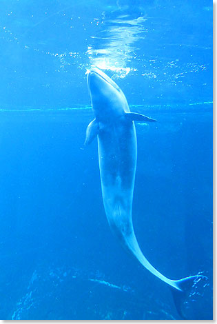Ein groer Schwimmer, nah gesehen. Hinter dicken Fenstern zeigt ein Beluga seine Schwimmkunst.