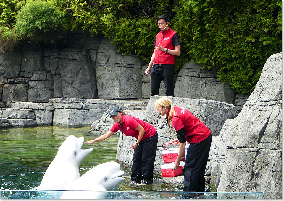Aus der Hand fressen. Weie Belugas im Aquarium in Vancouver lieben ihre Wrter, die sie zur Mittagszeit fttern unter dem Beifall vieler Besucher. Das Aquarium gehrt zu den bedeutendsten in Nordamerika. 