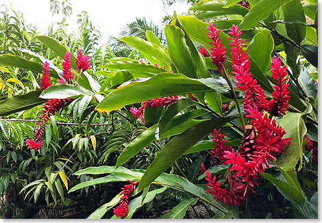 Tropische Bltenpflanzen sumen die Straen.