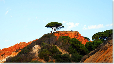 17312 Pinie auf Huegel Landgang Algarve P1050125 Foto Philip Duckwitz Koeln