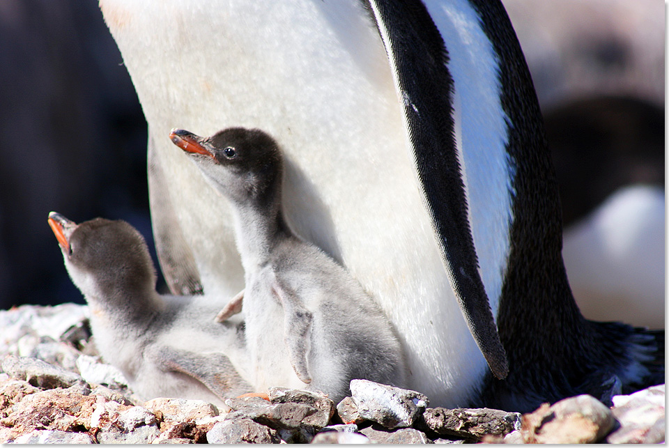 19105 Antarctica Air Cruise 3669 Foto Kast