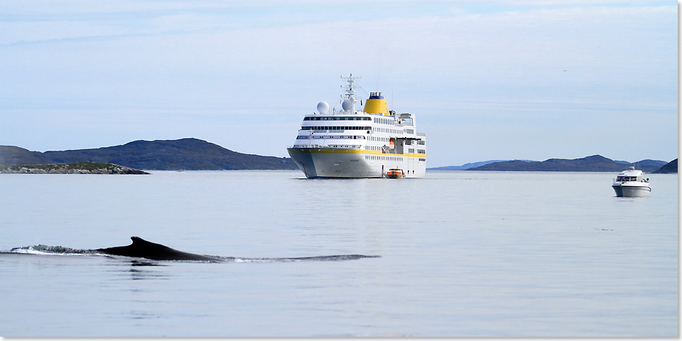 19106 hamburg whale watching in Nuuk Foto Plantours Bremen