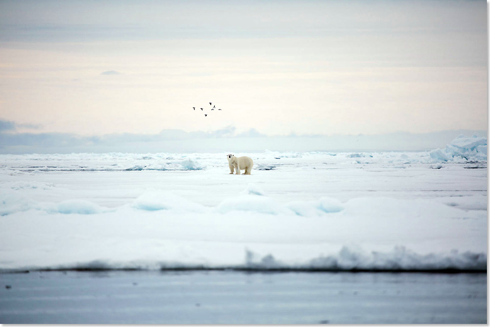 19114 Eisbaer Foto John Bozinov Poseidon Expeditions