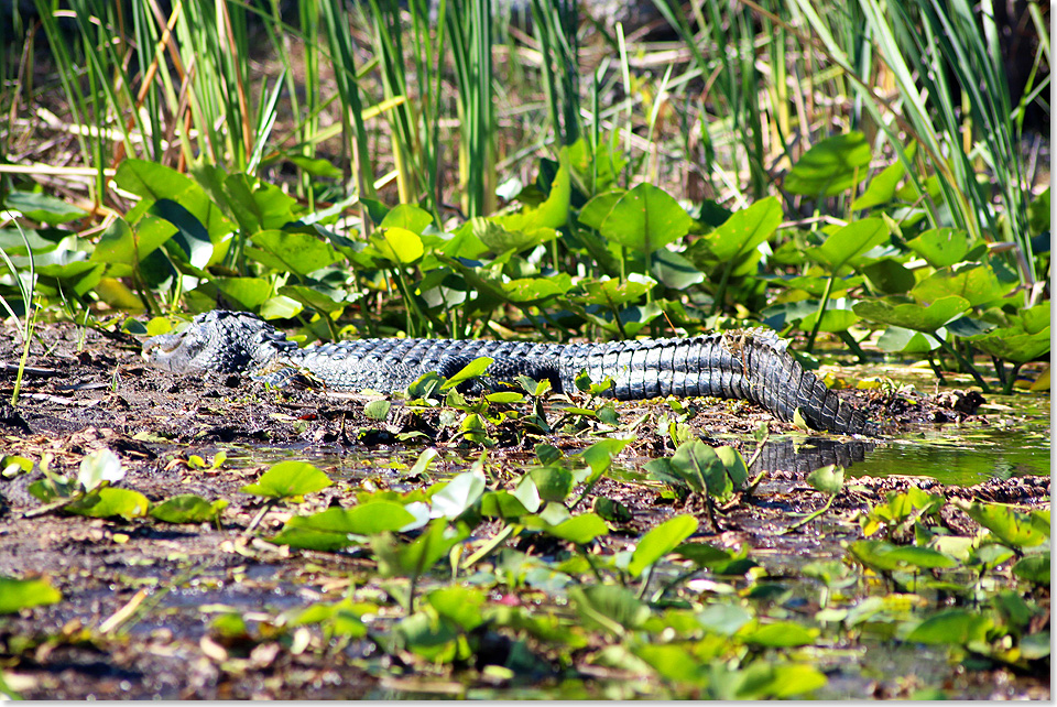 20106 38 Everglades74 2018 Kai Ortel