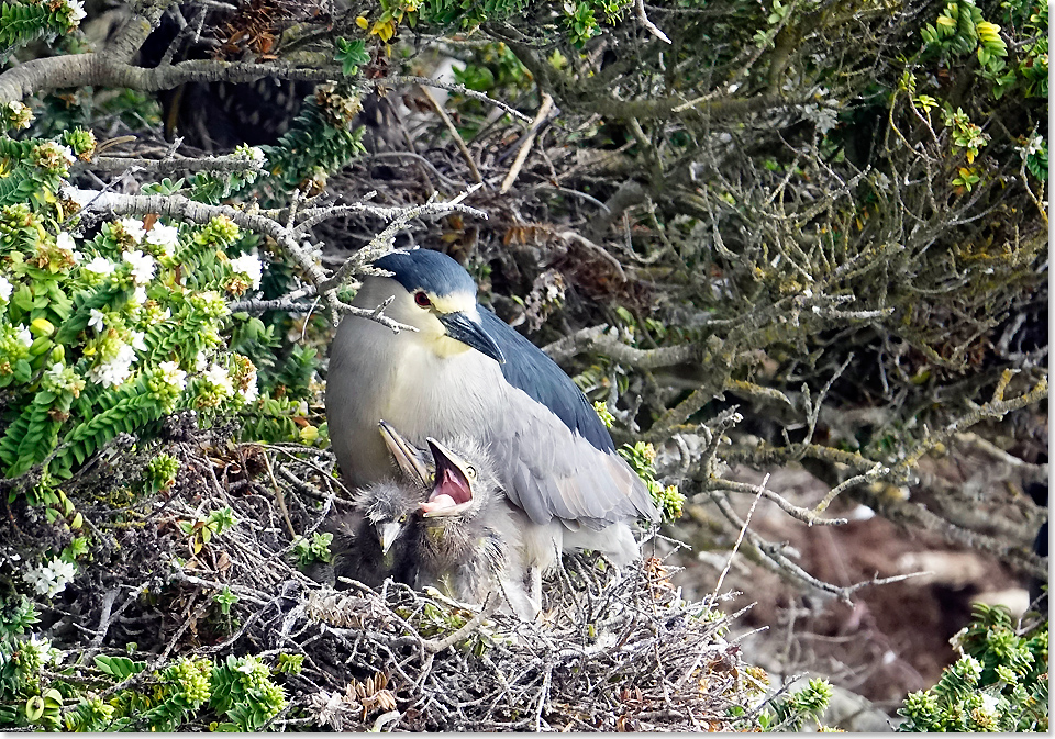 19205 06 9642 Nachtreiher Carcass Island