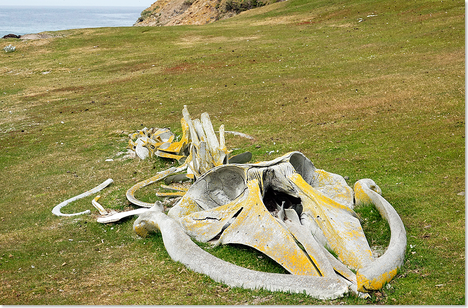 19205 07 9766 Walskelett auf Saunders Island