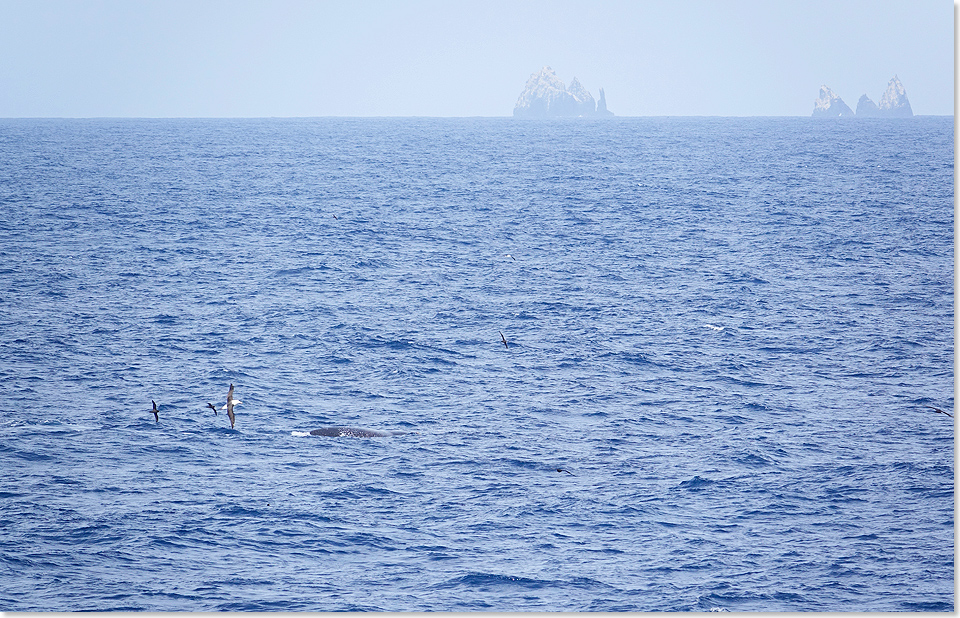 19205 09 9997 Suedlicher Glattwal oder Suedkaper und Albatrosse vor den Shag Rocks