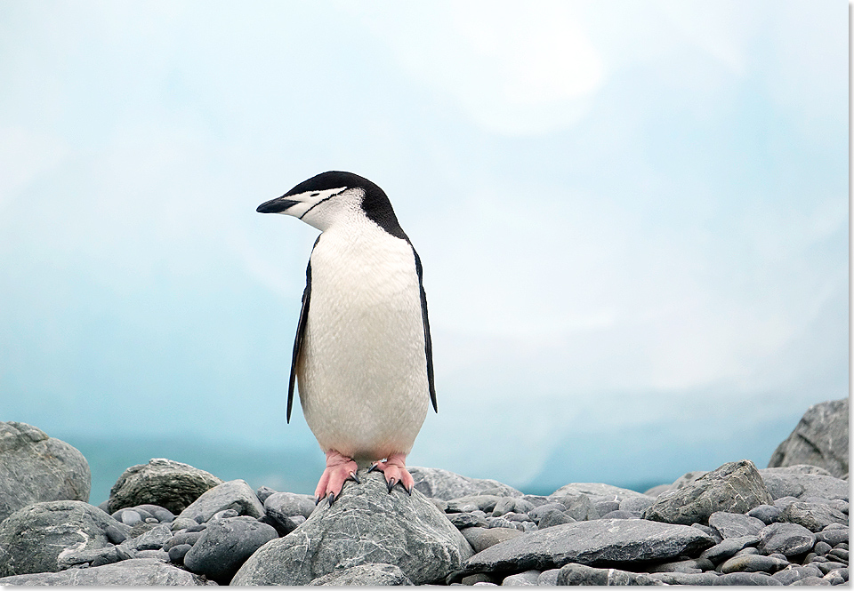 19205 22 1316 Kehlstreifenpinguin Station Orcada Sued Orkney