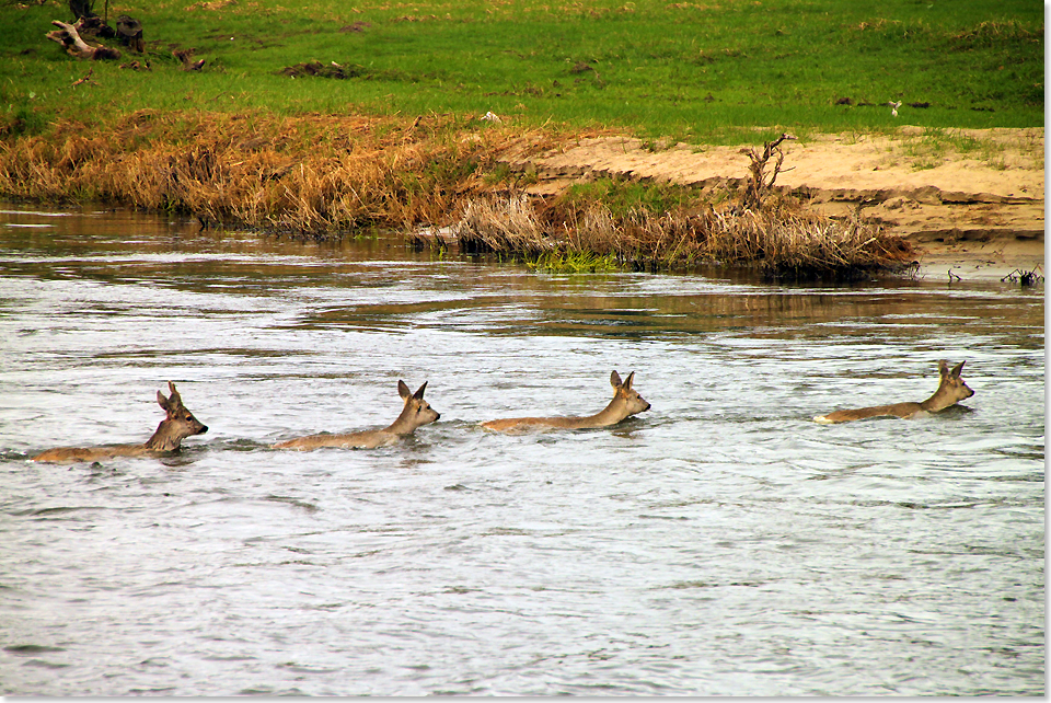 20214 Ein Rudel Rehe hat vor dem Schiff den Fluss ueberquert