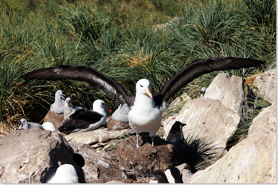 17308 Antarktis Albatrosse 2019 Foto Ton Valk