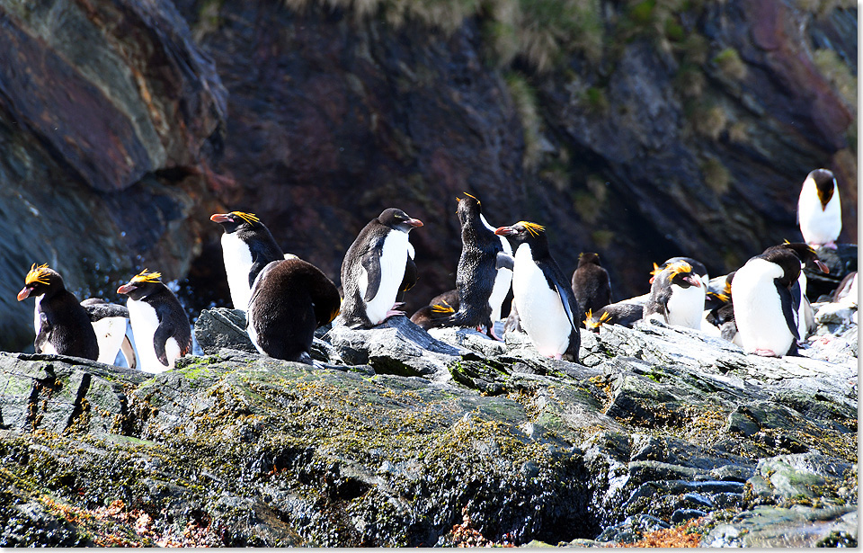 17308 Antarktis Goldschopf und Adeliepinguine 7341 Foto Ton Valk