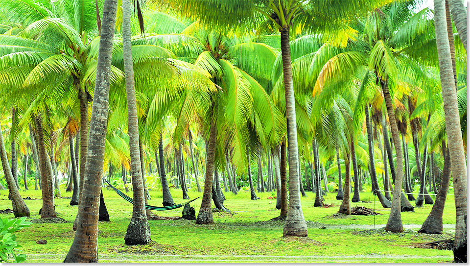 18312 PD 38 die gruene Insel Rangiroa